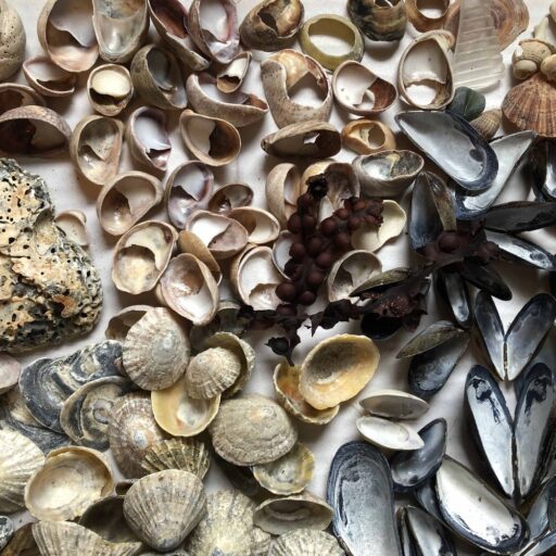  Shells foraged from the south of England