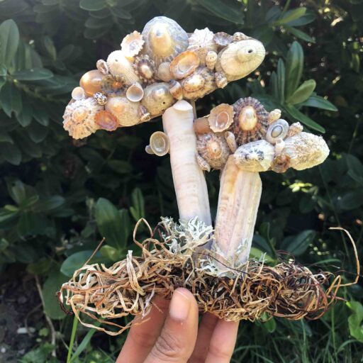 Mushrooms with Shells